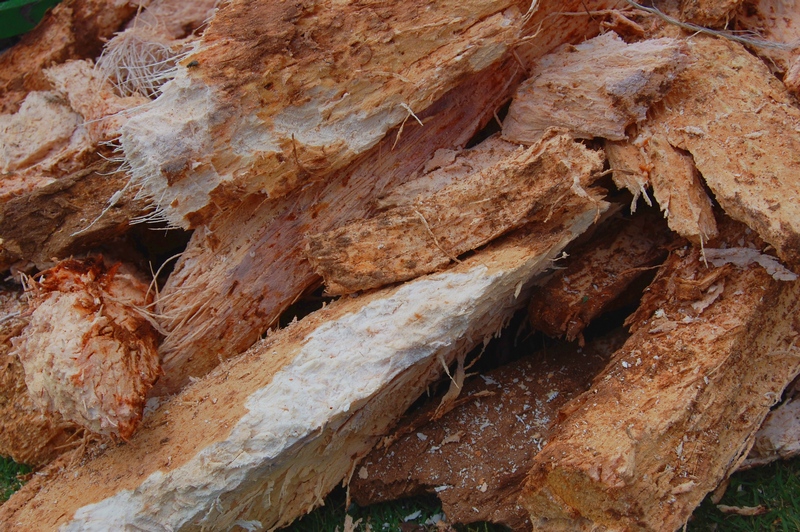 Extraits du tronc de sagoutier pour la préparation du sagou (amidon)